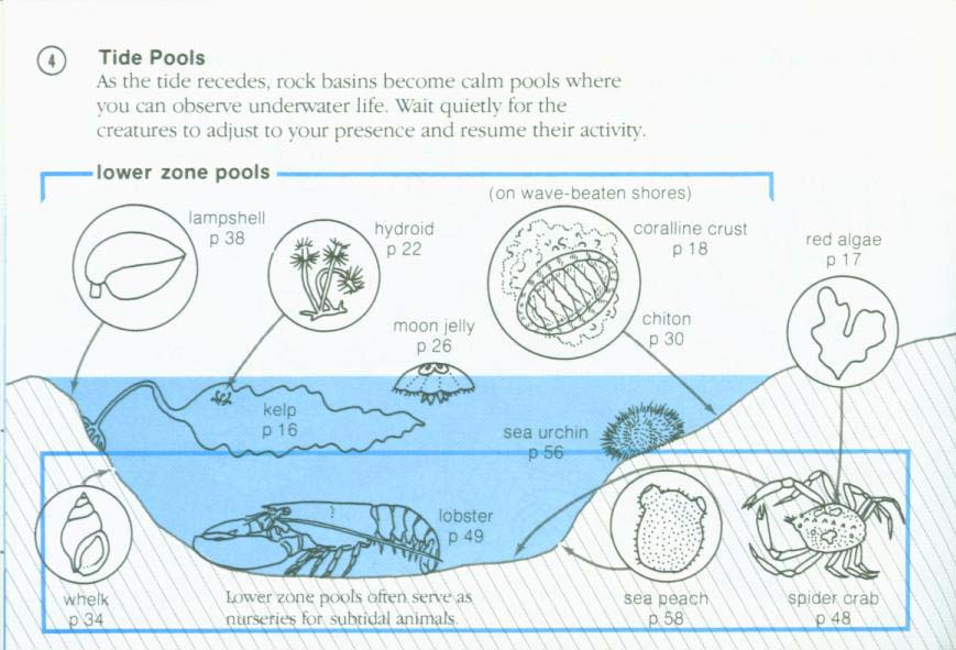 LIFE ON INTERTIDAL ROCKS: a guide to marine life of the rocky North Atlantic coast. nasg5406d